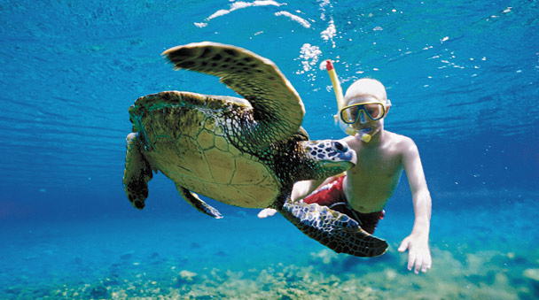Snorkel con tortugas marinas playa del carmen